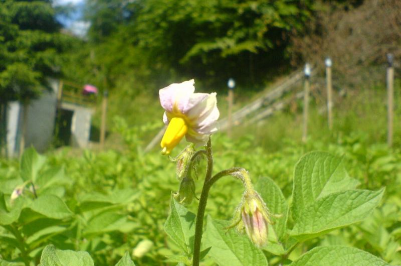Fiore della patata